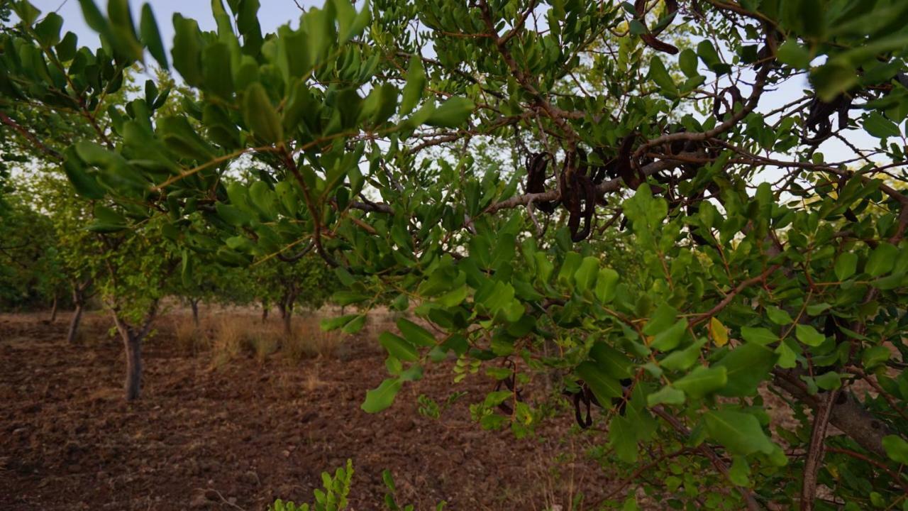 诺托Agriturismo Gaia别墅 外观 照片