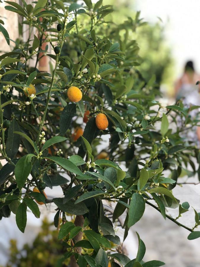 诺托Agriturismo Gaia别墅 外观 照片